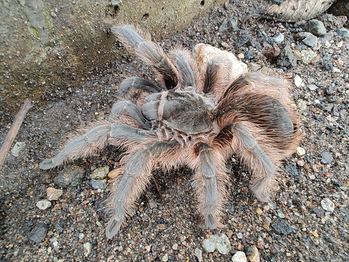 Pedregal Tarantula