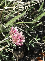Trifolium dasyphyllum