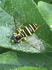 Xanthogramma flavipes