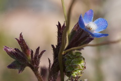 Anchusa azurea