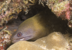 Vagrant Moray photo 2