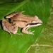 Madre de Dios Thin-toed Frog - Photo (c) ethanmaxb, some rights reserved (CC BY-NC)