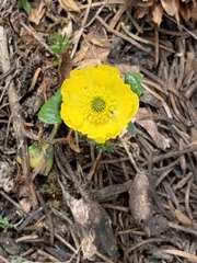 Ranunculus macauleyi