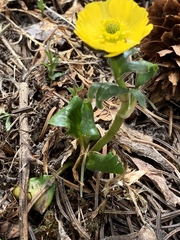 Ranunculus macauleyi