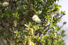 Diospyros ramulosa