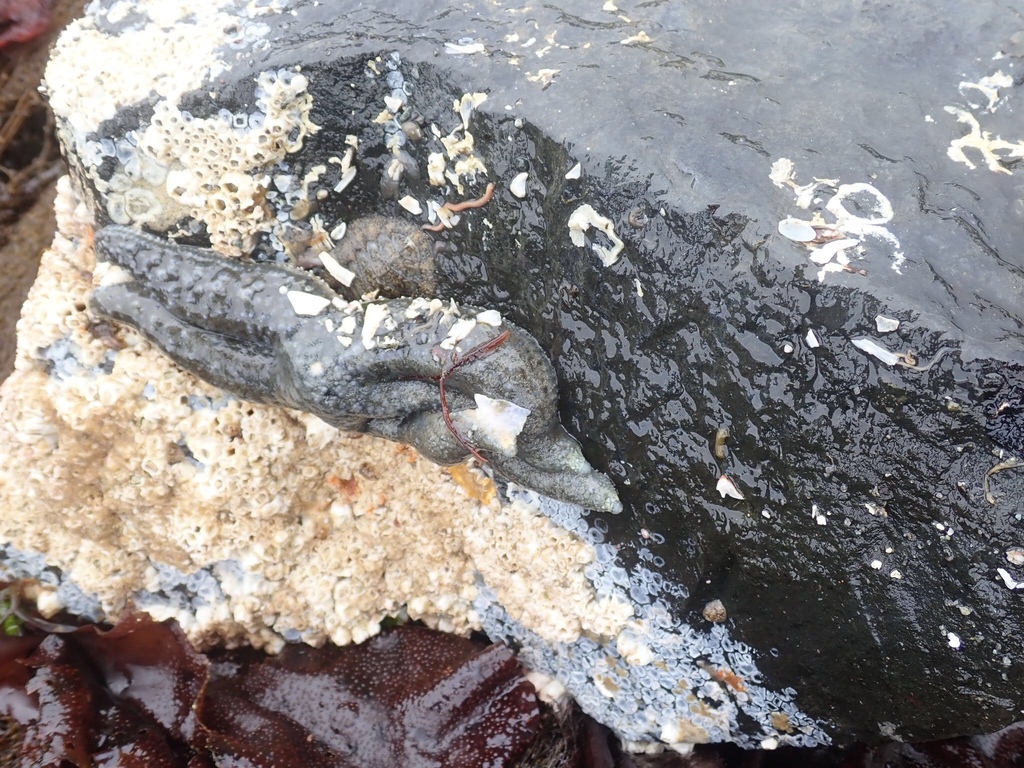 Six-rayed Star from Puget Sound, Edmonds, WA, US on July 03, 2019 at 11 ...