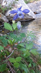 Aquilegia alpina