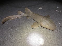 Nurse Shark photo 4