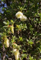 Diospyros ramulosa