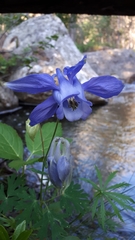 Aquilegia alpina