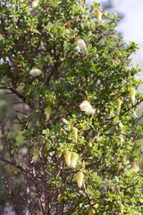 Diospyros ramulosa