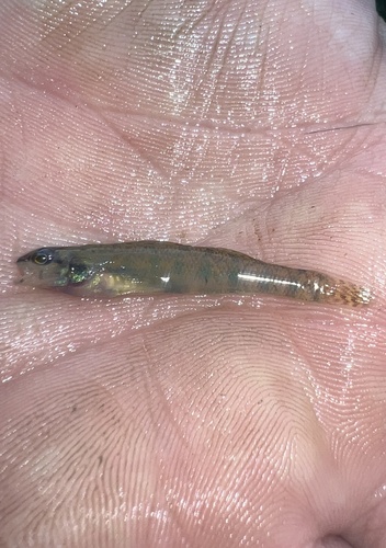Backwater darter (Etheostoma zonifer) — Percidae — 5