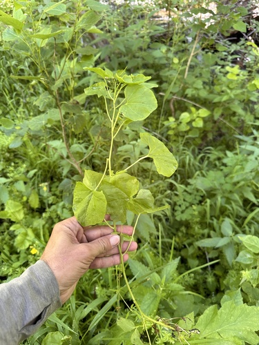 Image of Cardamine cordifolia by (c) Matt Berger, some rights reserved (CC BY)