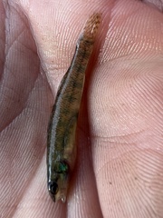Backwater Darter photo 4