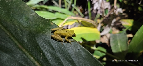 Santa Barbara Snouted Treefrog, Ololygon luizotavioi