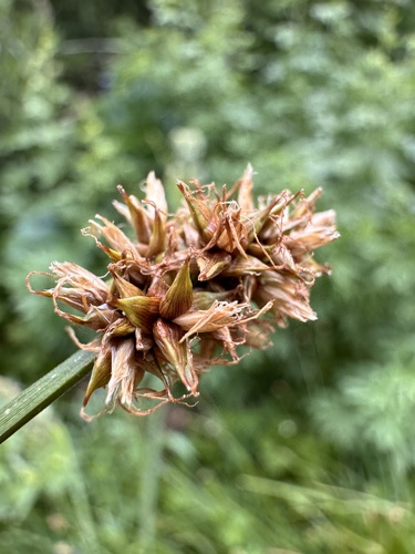 Carex nervina, 2024-07-15