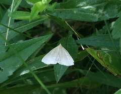 Zanclognatha pedipilalis
