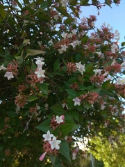 Abelia × grandiflora