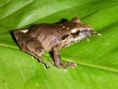 Pristimantis reichlei