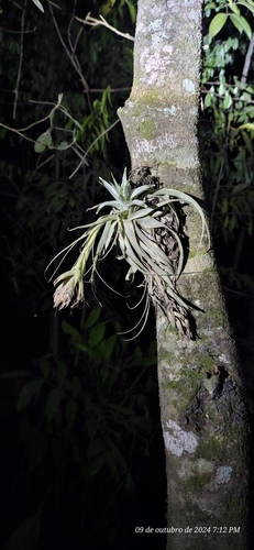 Image of Tillandsia gardneri by (c) Celso Henrique Varela Rios, some rights reserved (CC BY)