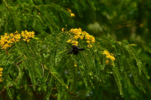 Gualán Carpenter (Xylocopa gualanensis)