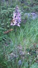 Dactylorhiza maculata