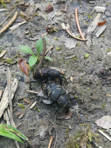 Pine weevil