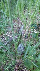 Dactylorhiza maculata