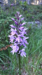 Dactylorhiza maculata
