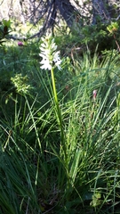 Dactylorhiza maculata