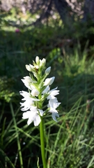 Dactylorhiza maculata