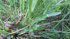 Dactylorhiza maculata