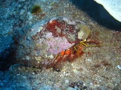 Dardanus sanguinolentus