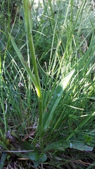 Dactylorhiza maculata