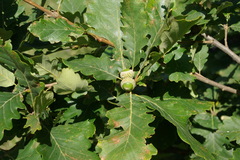 Quercus macranthera