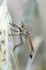 Eutolmus rufibarbis