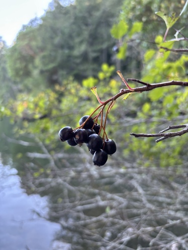 Black Hawthorn fruiting