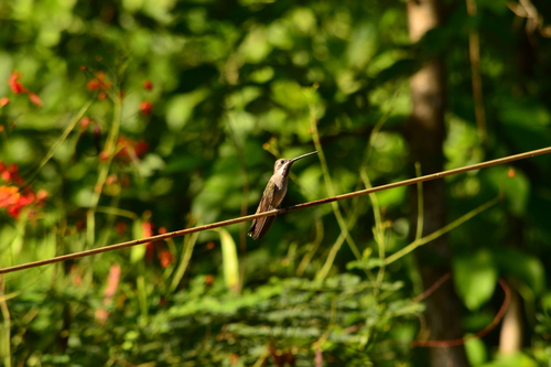 Plain-capped Starthroat (Heliomaster constantii)