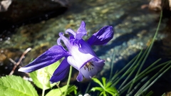 Aquilegia alpina