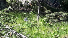 Aquilegia alpina