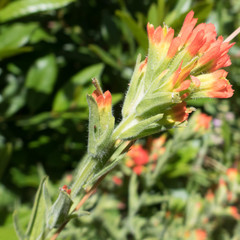 Castilleja wightii