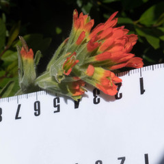 Castilleja wightii