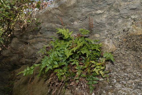Image of Anemia mexicana by (c) Reid Hardin, some rights reserved (CC BY)