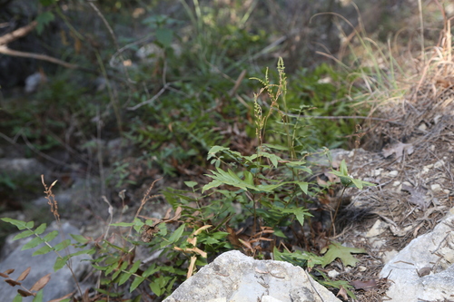 Image of Anemia mexicana by (c) Reid Hardin, some rights reserved (CC BY)