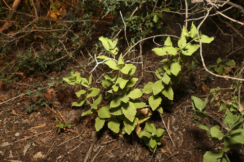 Image of Verbesina lindheimeri by (c) Reid Hardin, some rights reserved (CC BY)