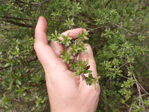 Image of Kunzea amathicola by (c) Benjamin Lavin, some rights reserved (CC BY)