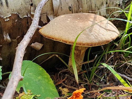 Leccinum