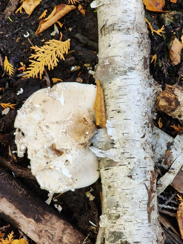 birch polypore