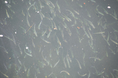 Atheriniformes