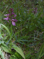 Dactylorhiza × mixta